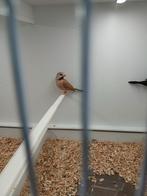 Spitsstaartamadines, Dieren en Toebehoren, Vogels | Overige Vogels