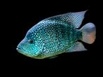 Herichthys cyanoguttatus koppel - texas cichliden, Dieren en Toebehoren, Vissen | Aquariumvissen, Vis, Zoetwatervis