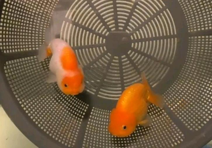 HQ Ranchus - koppel (v/m), Dieren en Toebehoren, Vissen | Vijvervissen