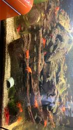 Oranje kreeften Procambarus clarkii, Dieren en Toebehoren, Ophalen