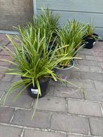 Grassen : japanse zegge, Tuin en Terras, Planten | Tuinplanten, Ophalen, Vaste plant, Siergrassen
