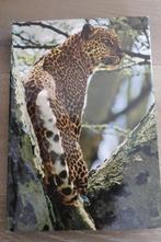 Livre Artis ZOO - AFRIQUE ORIENTAL, Enlèvement, Neuf, ARTIS, Album d'images