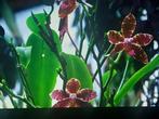 Orchidee plant, Phalaenopsis lueddemaniana, Huis en Inrichting, Ophalen, Overige soorten, Halfschaduw, In pot