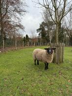 Suffolk Ooi, Dieren en Toebehoren, Schapen, Geiten en Varkens, Vrouwelijk, Schaap, 3 tot 5 jaar