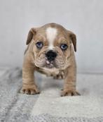 Engelse bulldog, Dieren en Toebehoren, Honden | Bulldogs, Pinschers en Molossers, België, Fokker | Hobbymatig, CDV (hondenziekte)