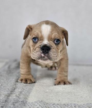 Engelse bulldog  beschikbaar voor biedingen