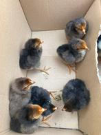 Raszuivere leghorn kuikens, Dieren en Toebehoren, Pluimvee