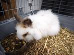 Rabbit Teddy, Dieren en Toebehoren, Konijnen, Mannelijk, Klein, 0 tot 2 jaar