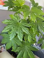Plante, Maison & Meubles, Ombre partielle, En pot, Plante verte, 100 à 150 cm