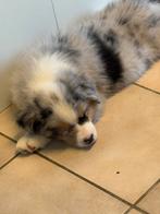 Australian shepherd pup met fci stamboom, Dieren en Toebehoren, Honden | Herdershonden en Veedrijvers, CDV (hondenziekte), België
