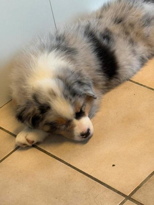 Australian shepherd pup met fci stamboom, Dieren en Toebehoren, Honden | Herdershonden en Veedrijvers, Meerdere dieren, Herder
