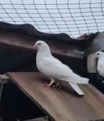 Trouw duiven, Dieren en Toebehoren, Vogels | Duiven, Meerdere dieren, Overige soorten