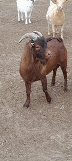 Dekbok "Colin van 't kruisemhofke", Dieren en Toebehoren, Schapen, Geiten en Varkens, Mannelijk, Geit, 3 tot 5 jaar