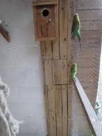 groene parkiet, Parkiet