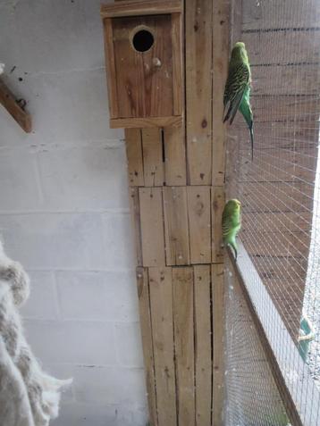 groene parkiet beschikbaar voor biedingen