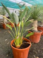 Strelitzia reginae palm, Jardin & Terrasse, Enlèvement ou Envoi