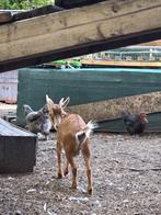 2 miekes gewone geiten, Dieren en Toebehoren, Stalling en Weidegang