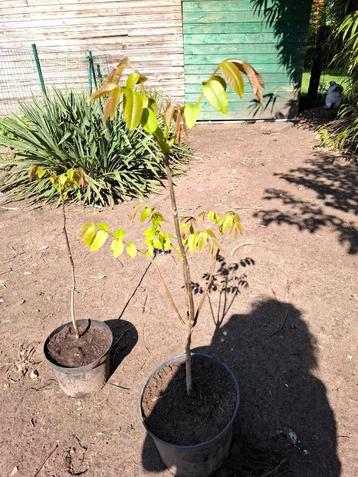 okkernotenboom beschikbaar voor biedingen