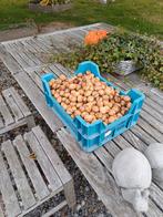 5 kilo dag verse walnoten 15 €, Diversen, Levensmiddelen, Ophalen