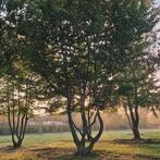 Crataegus monogyma, Tuin en Terras, Ophalen, Halfschaduw
