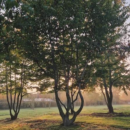 Crataegus monogyma, Jardin & Terrasse, Plantes | Arbres, Ombre partielle, Enlèvement
