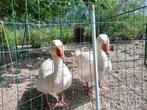 2 gratis ganzen, Dieren en Toebehoren, Pluimvee, Gans of Zwaan