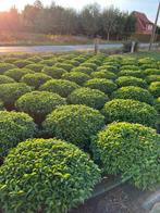 Prunus lusitanica angustifolia bollen, Tuin en Terras, Planten | Struiken en Hagen, Ophalen, Laurier