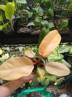 Philodendron Prince of orange, Huis en Inrichting, Kamerplanten, Ophalen, Overige soorten, Halfschaduw, In pot