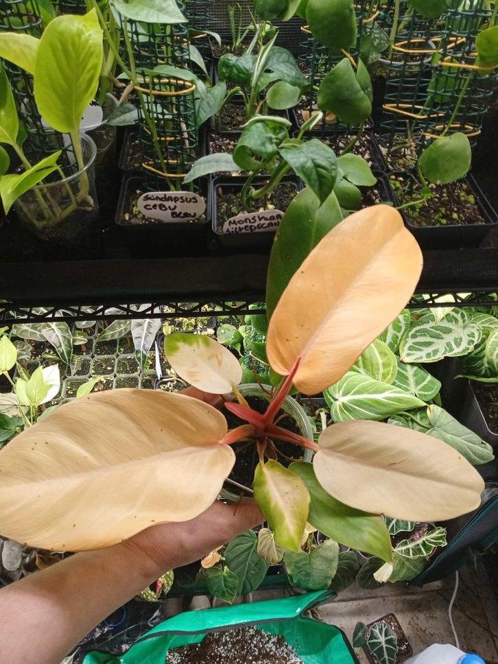 Philodendron Prince of orange, Huis en Inrichting, Kamerplanten, Overige soorten, Minder dan 100 cm, Groene kamerplant, Halfschaduw