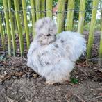 2 usa zijdehoenders sierkippen hennen kippen, Dieren en Toebehoren, Pluimvee, Vrouwelijk, Kip