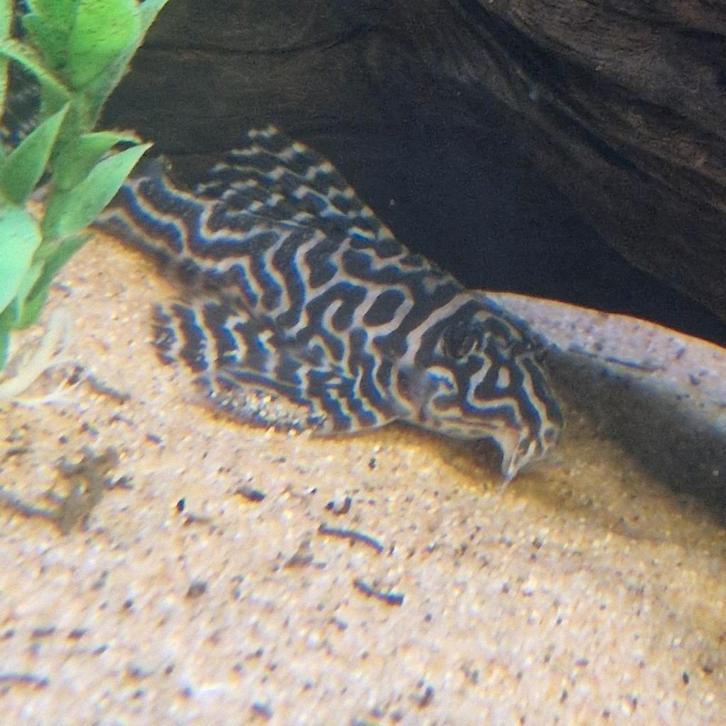 AFGEPRIJSD 7x L173b volwassen kweekgroep, Dieren en Toebehoren, Vissen | Aquariumvissen