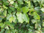 Groene beuk, rode beuk, Ligustrum en haagbeuk - haagplanten, Tuin en Terras, Ophalen, Haagbeuk, Haag