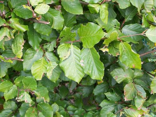 Groene beuk, rode beuk, Ligustrum en haagbeuk - haagplanten, Tuin en Terras, Planten | Struiken en Hagen, Haag, Haagbeuk, Ophalen