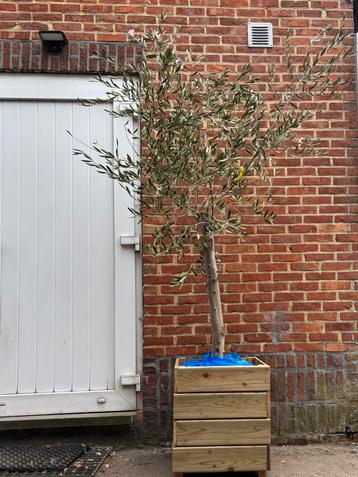 Olijfboom ( met of zonder bak )  beschikbaar voor biedingen