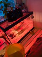 Gratis schildpad met aquarium en lamp, Elektronische apparatuur, Zonnebanken en Gezichtsbruiners, Ophalen, Zo goed als nieuw