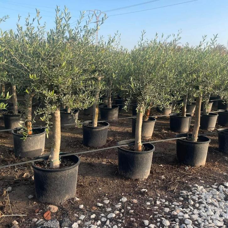 Terras olijfbomen!, Tuin en Terras, Planten | Bomen, Ophalen