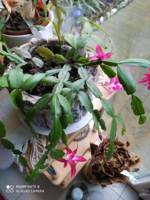kerstcactus die lila-kleurige bloemen geeft, Huis en Inrichting, Kamerplanten, Overige soorten, Bloeiende kamerplant, Halfschaduw