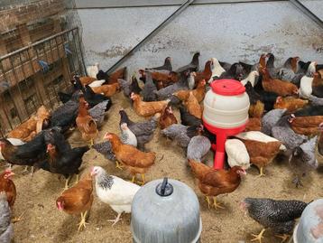 Poules pondeuses disponibles le samedi 21 septembre 