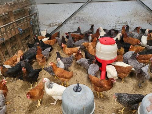 Poules pondeuses disponibles le samedi 21 septembre, Animaux & Accessoires, Volatiles, Poule ou poulet, Femelle