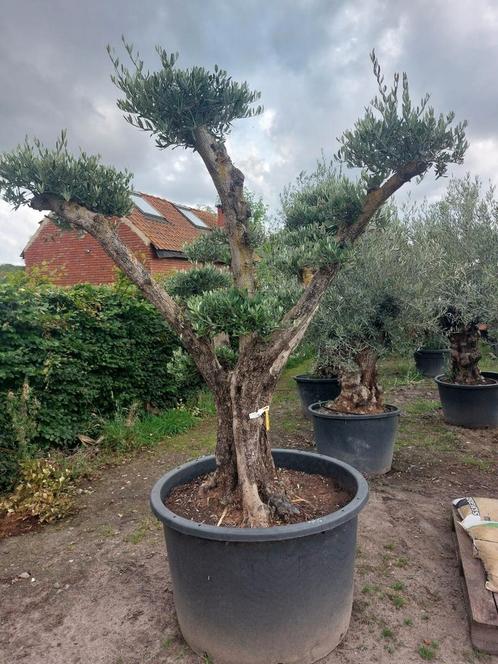 Olijfbomen in plateau gesnoeid, Jardin & Terrasse, Plantes | Arbres, Enlèvement ou Envoi