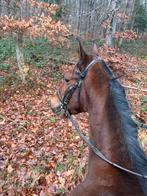 Hongre 4ans pp 1m60, Animaux & Accessoires, Chevaux, Hongre