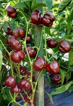 Mini Bell Chocolate - Graines de paprika, Envoi