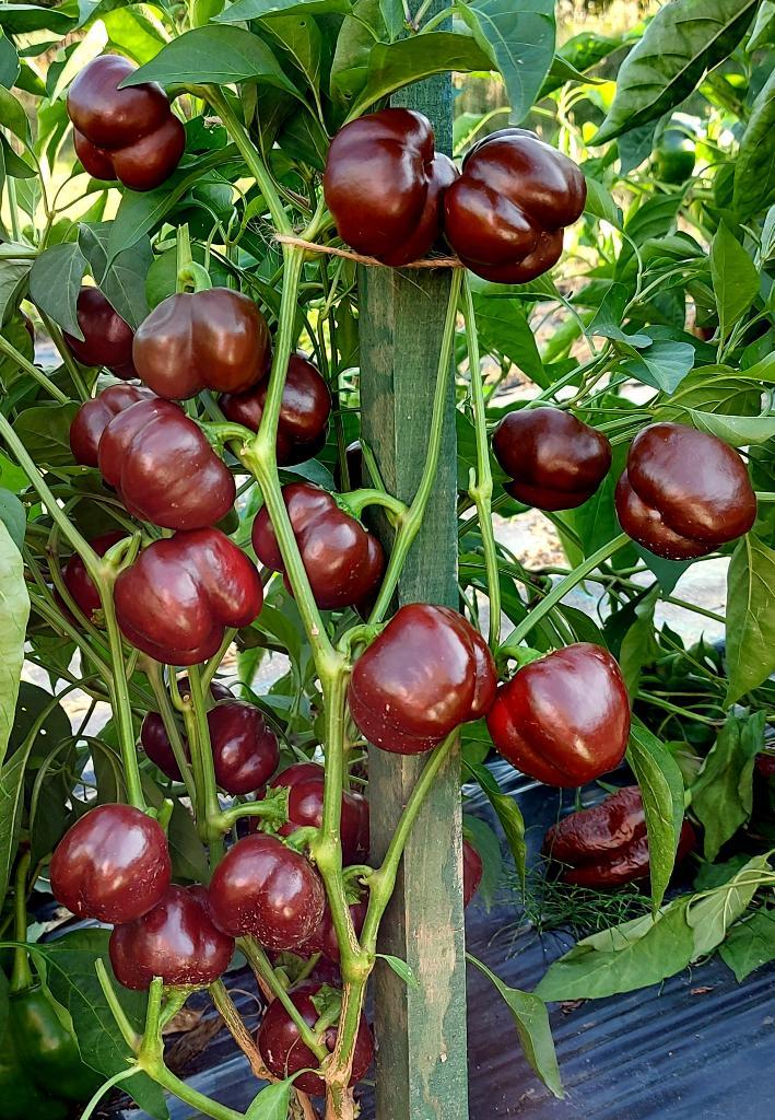 Mini Bell Chocolate - Paprika zaden, Tuin en Terras, Bloembollen en Zaden, Verzenden