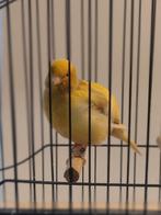 Fifes fancy a vendre, Dieren en Toebehoren, Vogels | Kanaries, Mannelijk