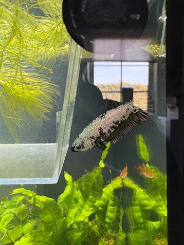 2 fancy betta(v) beschikbaar voor biedingen