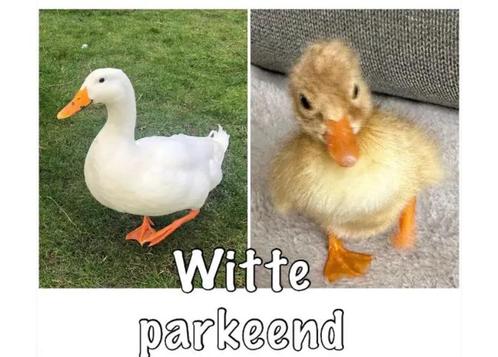 Hoge bevruchting— Witte Parkeend broedeieren, Dieren en Toebehoren, Pluimvee | Toebehoren, Ophalen of Verzenden