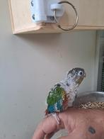 Bébé Conure, Dieren en Toebehoren, Dwergpapegaai of Agapornis, Tam