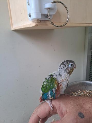 Bébé Conure beschikbaar voor biedingen