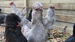British Lavender Araucana, Dieren en Toebehoren, Pluimvee, Meerdere dieren, Kip