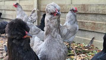 Lavande britannique Araucana, Plusieurs animaux, Poule ou poulet